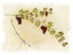 Vine - Soft-Edged