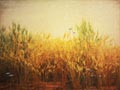 Wheat And Tares